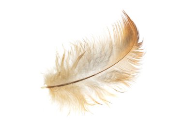 Beyaz izole edilmiş arka planda siyah ve kahverengi horoz tüyleri.