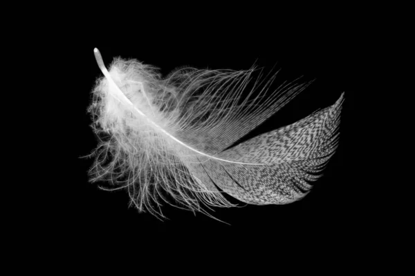 黑色孤立背景上的白色羽毛 — 图库照片