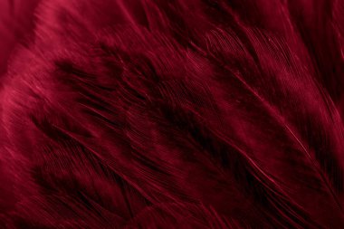 Kırmızı tavuk tüylerinin makro fotoğrafı. arkaplan veya doku