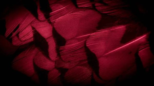 Красные Фазановые Перья Видимой Текстурой Фон — стоковое фото