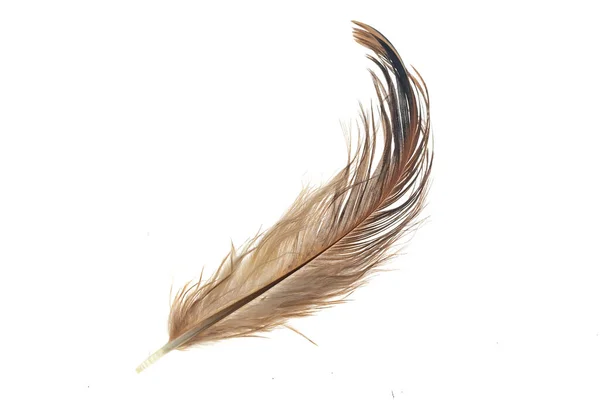 在孤立的白色背景上的公鸡黑色和棕色的羽毛 — 图库照片