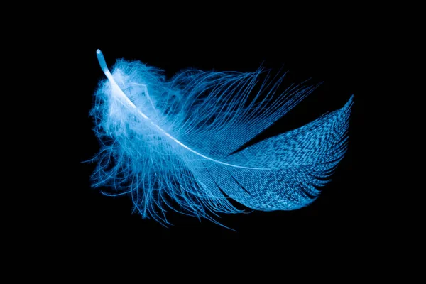 黑色孤立背景上的蓝色羽毛 — 图库照片