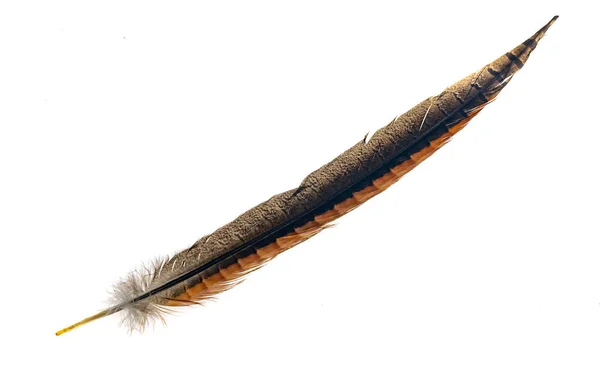 Brown Pheasant Feather White Background — Stock Photo, Image