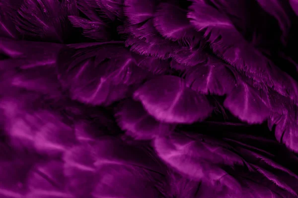Makro Zdjęcie Fioletowych Piór Kurczęcych Tło Lub Tekstura — Zdjęcie stockowe