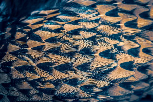 Bažantí Peří Viditelnou Texturou Pozadí — Stock fotografie