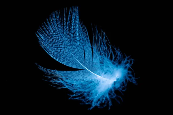 Blue Feathers Black Isolated Background — Stock Photo, Image
