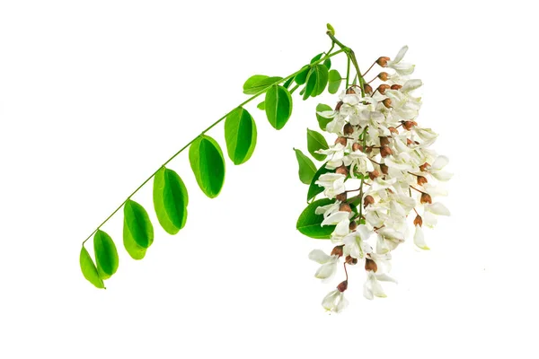 Flores Acácia Branco Sobre Fundo Isolado Branco — Fotografia de Stock