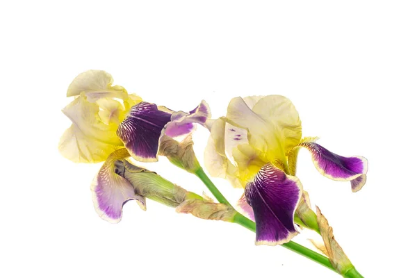 yellow and purple Iris germanica on a white isolated background