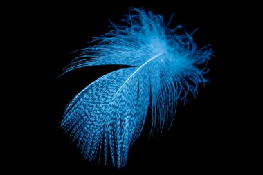 Siyah izole bir arkaplanda mavi tüyler