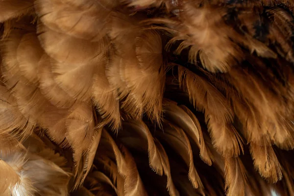 Kahverengi Tavuk Tüylerinin Makro Fotoğrafı Arkaplan Veya Doku — Stok fotoğraf