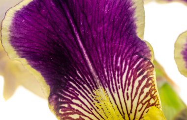 Beyaz izole bir arka planda sarı ve mor Iris Germanica