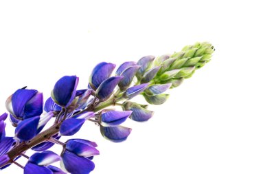 Beyaz izole bir arkaplanda mavi lupin