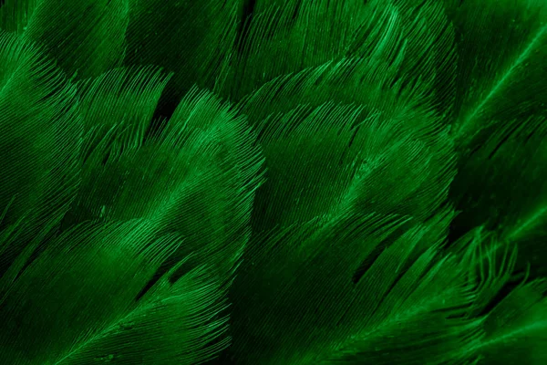 Makro Zdjęcie Zielonych Piór Kurczęcych Tło Lub Tekstura — Zdjęcie stockowe