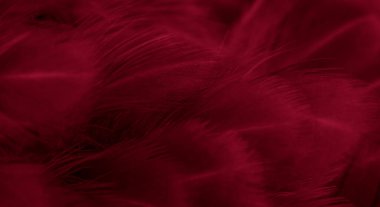 Kırmızı tavuk tüylerinin makro fotoğrafı. arkaplan veya doku