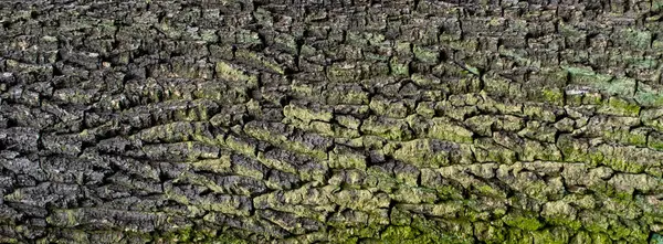 オークの樹皮に目に見える詳細 背景や質感 — ストック写真