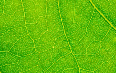 Yeşil yaprak ve görünür doku. arkaplan veya doku