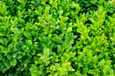 Yeşil boxwood dalları ve görünür detaylar. arkaplan veya doku