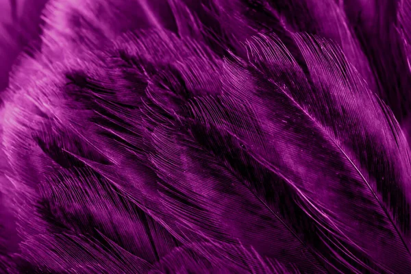 Макро Фото Фиолетовых Куриных Перьев Фон Текстура — стоковое фото