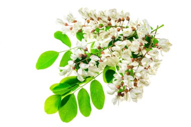 Beyaz izole arkaplanda beyaz akasya çiçekleri