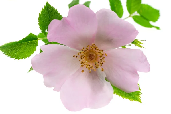 Dzikie Kwiaty Róży Białym Odizolowanym Tle — Zdjęcie stockowe