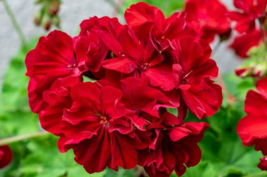 Çiçek açan sardunya kırmızısı renkler kapanıyor