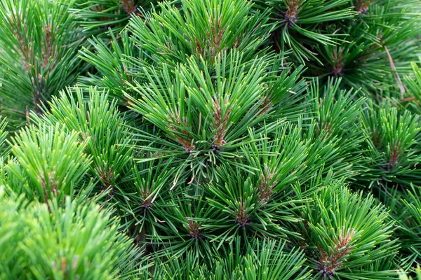 Ramas Pino Verde Con Detalles Visibles Antecedentes —  Fotos de Stock