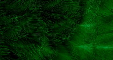 Yeşil tavuk tüylerinin makro fotoğrafı. arkaplan veya doku