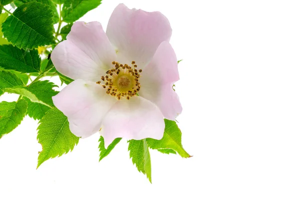 Dzikie Kwiaty Róży Białym Odizolowanym Tle — Zdjęcie stockowe