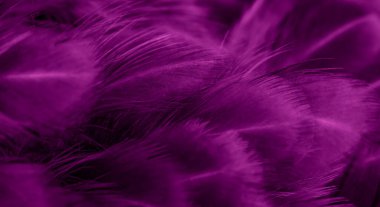 Menekşe tavuk tüylerinin makro fotoğrafı. arkaplan veya doku