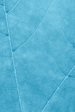 Mavi yaprağın makro fotoğrafı. arkaplan