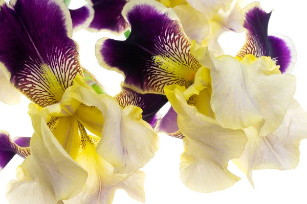 yellow and purple Iris germanica on a white isolated background