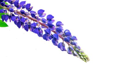 Beyaz izole bir arkaplanda mavi lupin