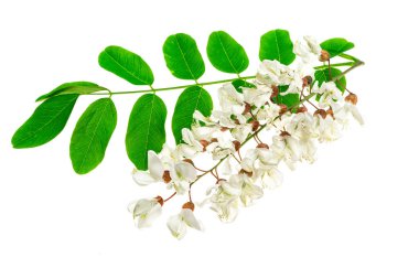 Beyaz izole arkaplanda beyaz akasya çiçekleri