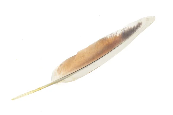 Pigeon Feather White Isolated Background — Stock Photo, Image