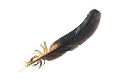 Beyaz izole edilmiş arka planda siyah ve kahverengi horoz tüyleri.