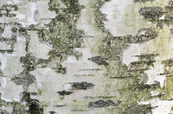 白樺の樹皮は目に見える質感です — ストック写真