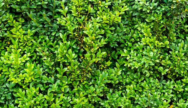 Yeşil boxwood dalları ve görünür detaylar. arkaplan veya doku