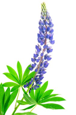 Beyaz izole bir arkaplanda mavi lupin