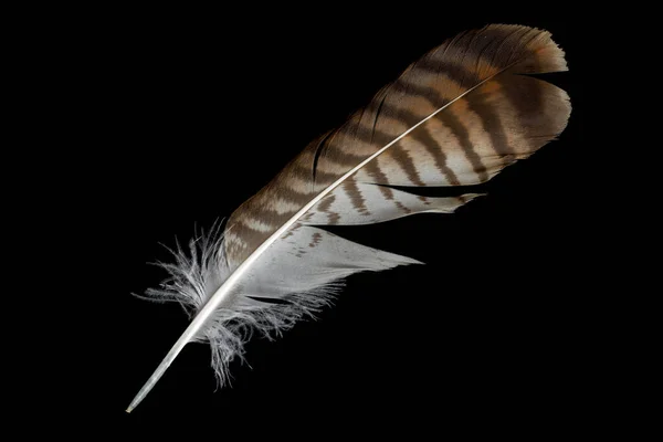 Pluma Halcón Marrón Sobre Fondo Negro Aislado — Foto de Stock