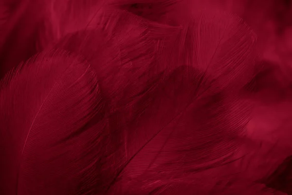 Macro Photo Red Hen Feathers Background Textura — Stock Photo, Image