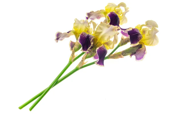 yellow and purple Iris germanica on a white isolated background