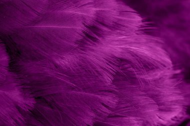 Menekşe tavuk tüylerinin makro fotoğrafı. arkaplan veya doku