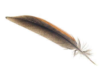Beyaz arkaplanda kahverengi sülün tüyü