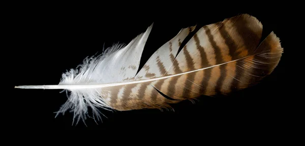 Brown Hawk Feather Black Isolated Background — Stock Photo, Image