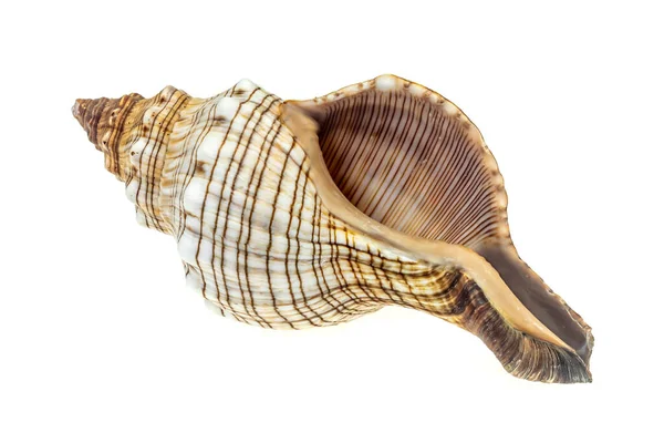 Concha Caracol Mar Sobre Fundo Isolado Branco — Fotografia de Stock