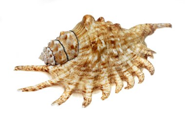 İzole edilmiş beyaz bir arka planda deniz salyangozu kabuğu.
