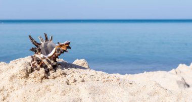 Deniz salyangozunun kabuğu kum ve mavi denizin arka planında