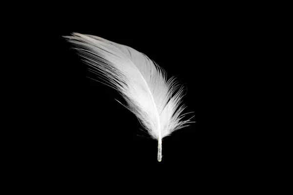 黒い背景に白いアヒルの羽が孤立し — ストック写真