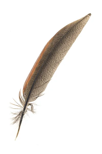 Beyaz Arkaplanda Kahverengi Sülün Tüyü — Stok fotoğraf