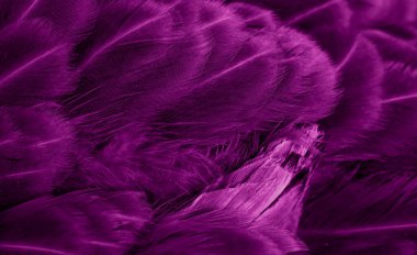 Menekşe tavuk tüylerinin makro fotoğrafı. arkaplan veya doku